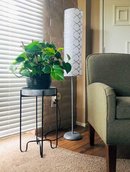 Epipremnum aureum o Potos común en interior