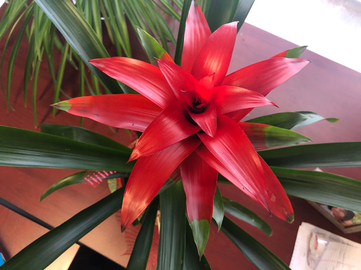 Floración de la Bromelia (Guzmania Lingulata)