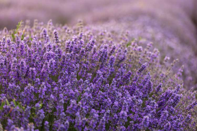 Lavanda silvestre