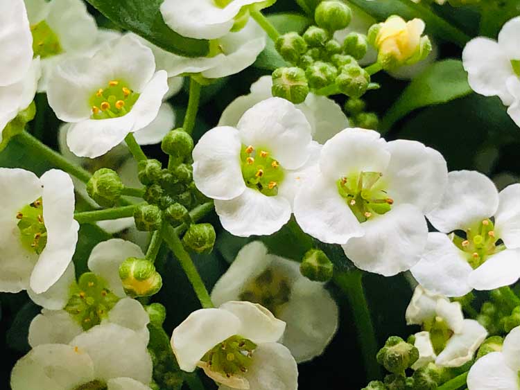 Lobularia Maritima, detalle de la flor