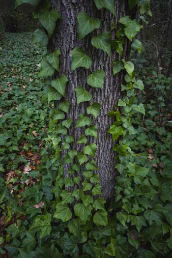 Imagen de Hiedra trepando un árbol