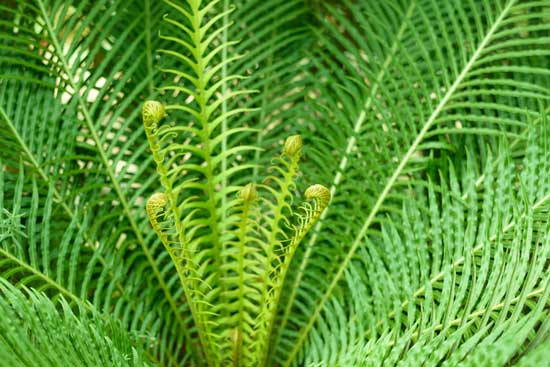 Helecho Bleco (Blechnum gibbum)
