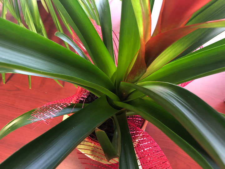 Detalle de la disposición de la hojas en roseta basal en una Bromelia (Guzmania Lingulata)