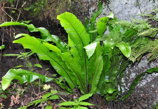 Helecho lengua de ciervo (Phyllitis scolopendrium)