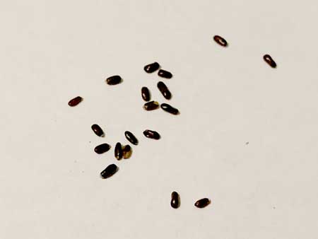 Semillas de Lavanda