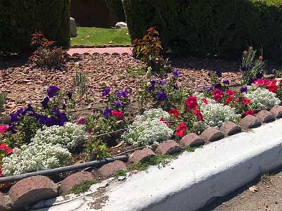 Composición de Lobularia maritima y Petunias