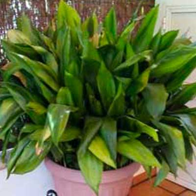 Aspidistra Elatior, Pilistra