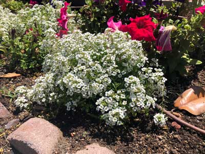 Aliso de Mar o Alyssum
