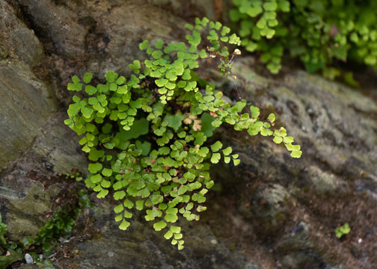 Helecho Culantrillo (Adiantum capillus-veneris)