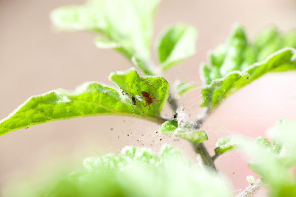 Plaga de ácaros o araña roja en plantas de interior