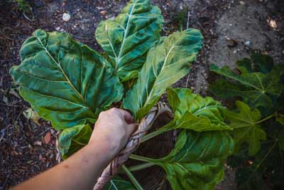 Acelga (Beta vulgaris var. cicla) Planta silvestre comestible