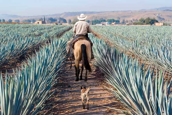 Imagen de agricultor cultivando plantas del género agave