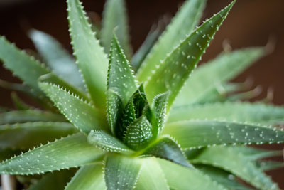 Imagen de aloe vera