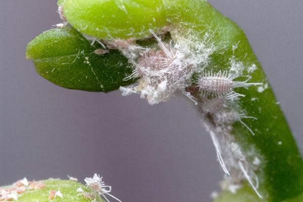 Plagas de cochinillas en plantas de interior