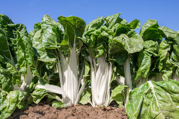 Cómo cultivar acelgas