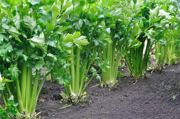 Cómo cultivar Apios