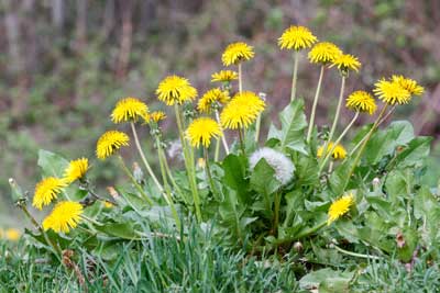 Diente de Leon (Taraxacum officinale)