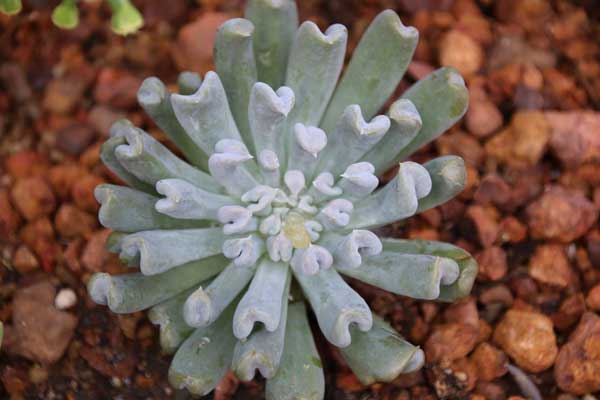 Imagen de Echeveria Runyonii del género Echeveria