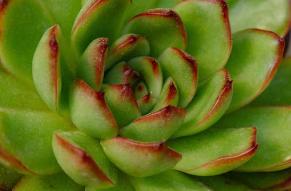 Imagen de Echeveria agavoides del género Echeveria