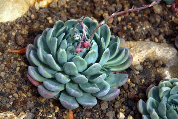 Imagen de Echeveria Elegans del género Echeveria