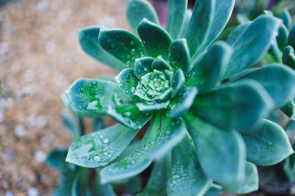 Imagen de Echeveria imbricata, del género Echeveria