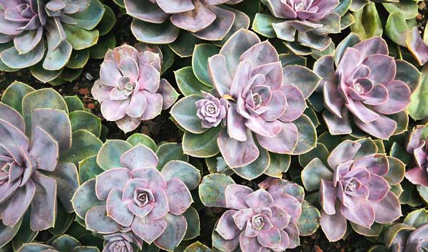 Imagen de la Echevaria Lola, del género Echevaria