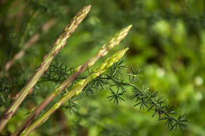 Espárrago común o Esparraguera (Asparagus acutifolius) plantas silvestres comestibles
