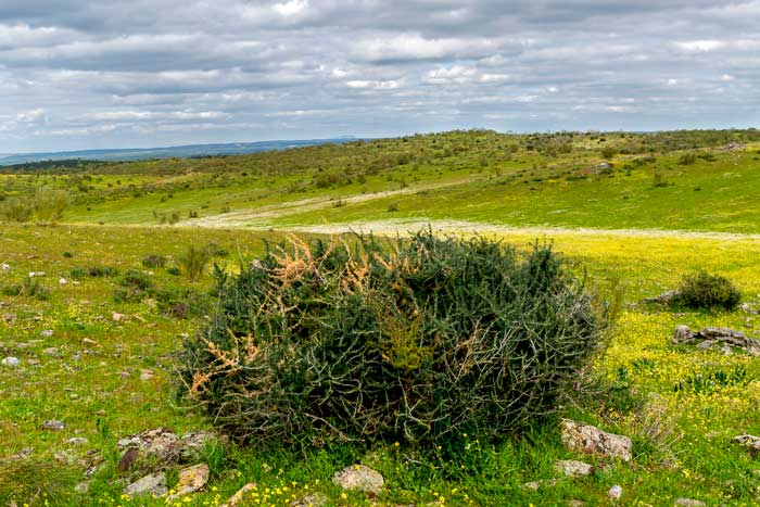 Esparraguera silvestre (espárrago triguero)