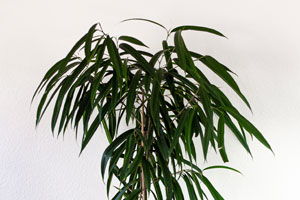 Ficus Alii