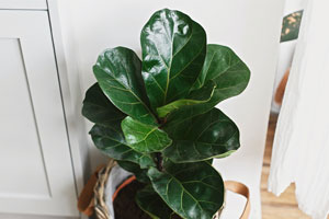 Ficus Lyrata