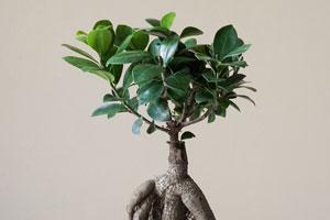 Ficus Retusa