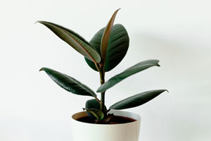 Ficus Elastica o Robusta