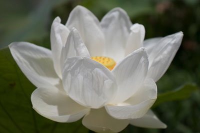 Significado de la Flor de Loto Blanca