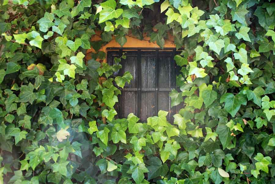 Imagen de Hiedra común cubriendo una pared, con una ventana asomando entre las hojas
