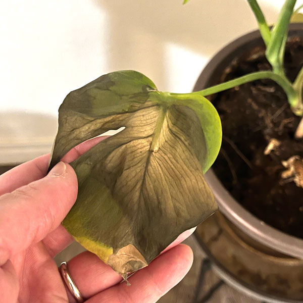 Hoja de Monstera Deliciosa con manchas y quemaduras producidas por exposición directa al sol