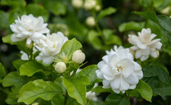 Jazmín árabe (Jasminum sambac)