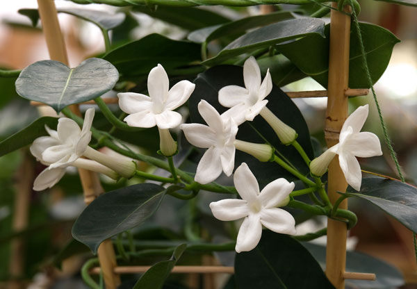 Jazmín de Madagascar (Stephanotis floribunda)