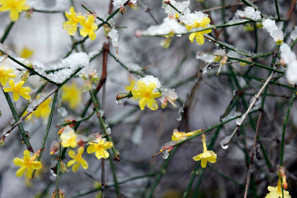 Jazmín de invierno (Jasminum nudiflorum)
