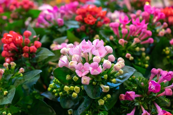 Kalanchoe en varios colores