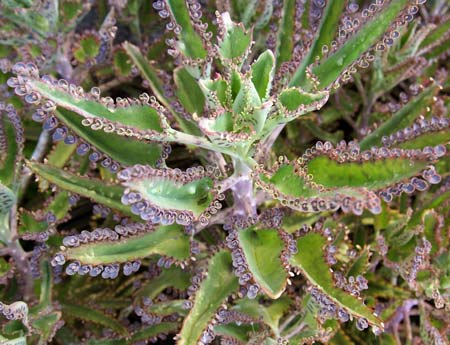 Kalanchoe Daigremontiana, Espinazo del diablo o Aranto