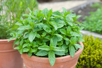 Maceta de menta, hierbas aromáticas