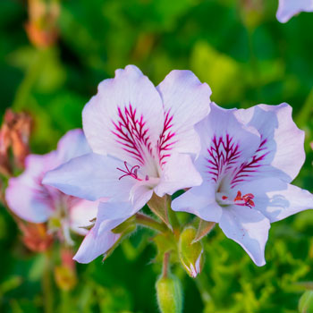 Pelargonium Citrodorum (Geranio mosquito)