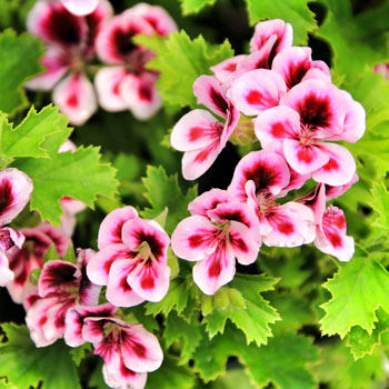 Pelargonium Crispum (Geranio)