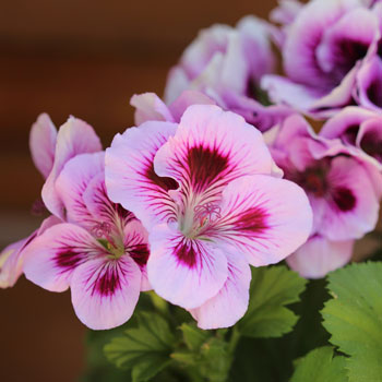 Pelargonium Grandiflorum (Geranio)