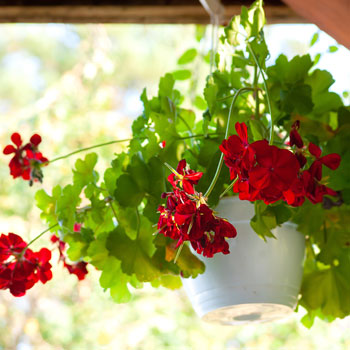 Pelargonium Peltatum (Geranio)