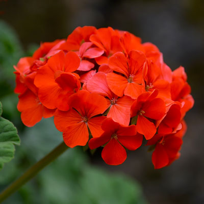 Pelargonium Zonale (Geranio)