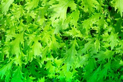 La Rucula es una de las plantas silvestres comestibles más populares