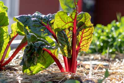 Ruibarbo (Rheum rhabarbarum), plantas silvestres comestibles