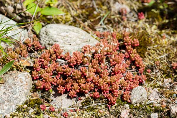Imagen de Sedum album del género sedum, creciendo junto a una piedra