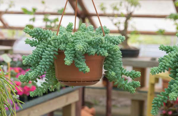 Sedum morganianum del genero sedum colgando de una maceta